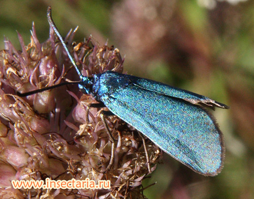 Пестрянка щавелевая (Adscita statices) - широко распространённая бабочка, но встречается она редко